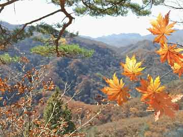 怀孕个月能不能用打胎药Moneta Markets亿汇:贸易战已对石油需求造成影响